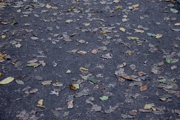 Autumn background: wet fallen leaves lying on the ground