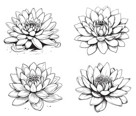 A set of line lotus flowers and leaves isolated on a white background. Completed in a drawn linear style.