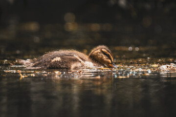 Duckling in pond