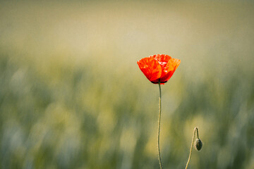 poppy in the field