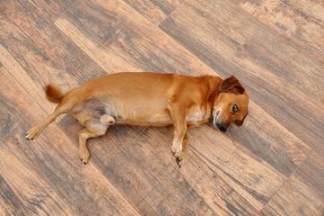cachorro carente deitado no chão 