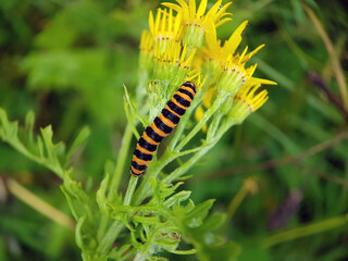 caterpillar on a leaf