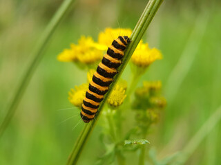 caterpillar on a leaf