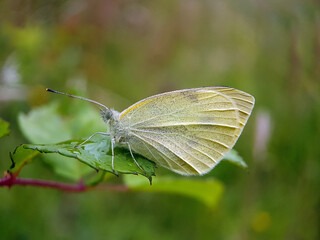 butterfly on a leaf