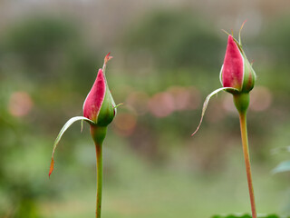 Closeup of rose flowers. Assorted colors, white roses, yellow roses, pink roses, red roses.