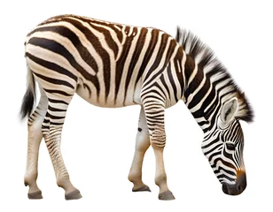 Selbstklebende Fototapeten Baby zebra isoliert auf weißem Hintergrund, Freisteller  © oxie99