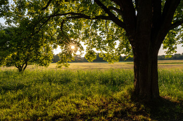 Naturschutzgebiet Mönchbruch in Hessen