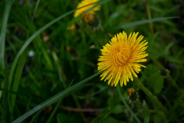 Yellow dandelion flower on a meadow with green grass.
