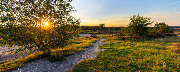 Colorful sunny landscape during sunset with blooming heather at Ginkel heath nature reserve at Veluwe in Gelderland The Netherlands - obrazy, fototapety, plakaty