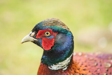 common pheasant male in a field close up in autumn