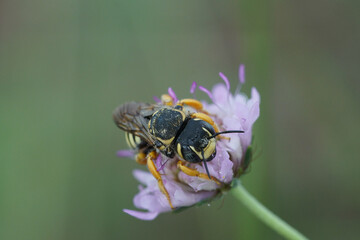 Detailed closeup of a female of the rare and endangered interrupted resin-leafcutter, Trachusa interrupta on it's host plant