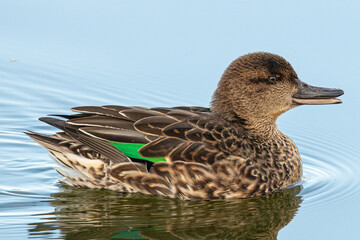 The Eurasian teal (Anas crecca), common teal, or Eurasian green-winged teal is a duck that breeds...