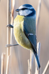 The Eurasian blue tit (Cyanistes caeruleus) is a small passerine bird common in aiguamolls emporda...
