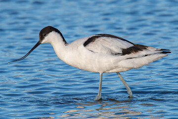 The common harrier (Recurvirostra avosetta), is a graceful black and white bird, very present all year round in the wet areas of the marshes emborda catalonia girona spain