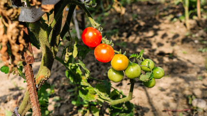 Unripe and ripe cherry tomatoes on a branch in a garden.