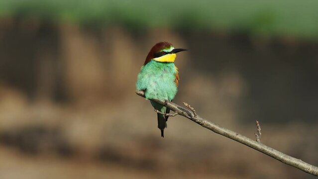 4K footage of beautiful nature scene with European bee-eater (Merops apiaster). Wildlife shot of European bee-eater (Merops apiaster) on the branch.