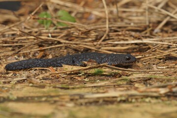 Closeup on a terrestrial blue to black European alpine newt Ichthyosaura alpestris sitting on the ground