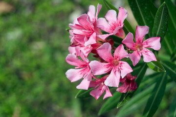 Close up of a blooming pink Oleander or Nerium Oleander flower on blurred natural green background with copy space