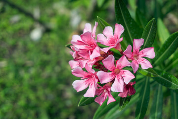 Close up of a blooming pink Oleander or Nerium Oleander flower on blurred natural green background with copy space