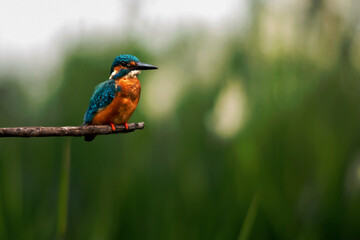 Lovely blue bird with black and red bills perching on wooden branch over clean green background,