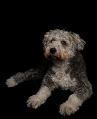 studio photographs of dog on black background