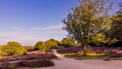Colorful sunny landscape during sunset with blooming heather at nature reserve De Posbank at Veluwe...