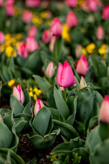 The Prettiest Bright Pink Tulips in Garden