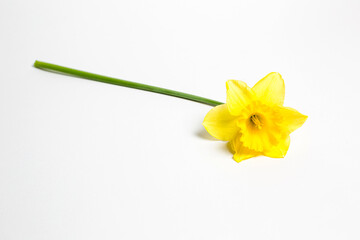 Fototapeta na wymiar Yellow flower on white background