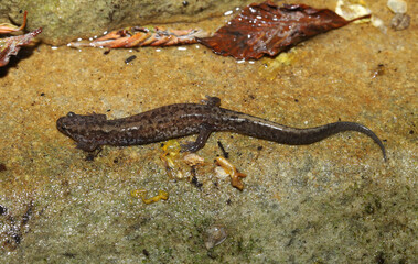 Looking down on a Northern Dusky Salamander (Desmognathus fuscus) on damp stone near the edge of a stream. 