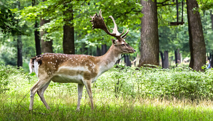 Antlered Grace: Capturing the Elegance of a Fallow Deer Male Stag