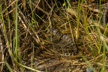 Baby Alligator On Alert In Shallow Marsh