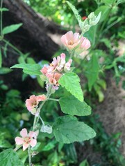 Fototapeta premium flores rosa pálido de la planta Malva Rosa (Sphaeralcea bonariensis)