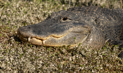 Alligator Sits With A Smile