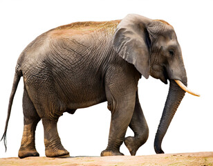 Elefant isoliert auf weißem Hintergrund, Freisteller 
