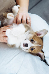 Top view of funny cute Welsh Corgi puppy lying on his mistress's lap and looking into camera. Dog food. Dog in family.