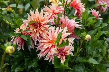 Foto op Canvas Coral Apricot Pink Rose Peach Dinnerplate AA Dahlia Blooming Macro. Dahlia named Labyrinth © Olga