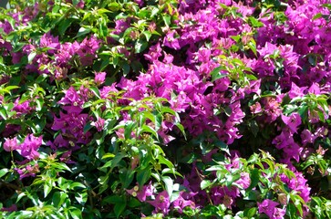 Beautiful pink floral background