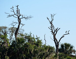 Tropical birds in the wild at Florida marshland
