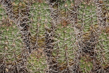 Mohave Mound Cactus, Echinocereus Mojavensis, a native succulent with gray unsheathed curved spines from nonglochidiate areoles during Autumn in the Little San Bernardino Mountains.