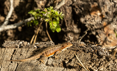 Brown and Orange Lizard on Tree in Zion