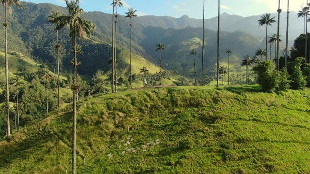 Aerial view of Colombian famous place in Andes mountains Cocora valley. Flying above mountain between palms in South America. Drone flight 4K, green hills and blue sky background.