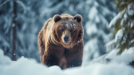 Brown bear in winter forest, walking. Snowfall, blizzard. Scientific name: Ursus arctos