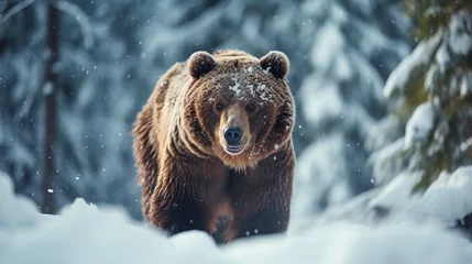 Fototapeten Brown bear in winter forest, walking. Snowfall, blizzard. Scientific name: Ursus arctos © Ahtesham