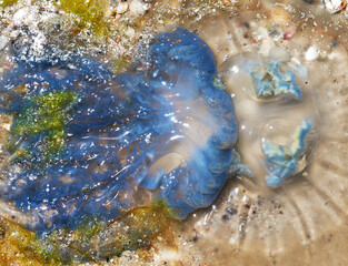 Dead jellyfish (Rhizostoma) on sand beach