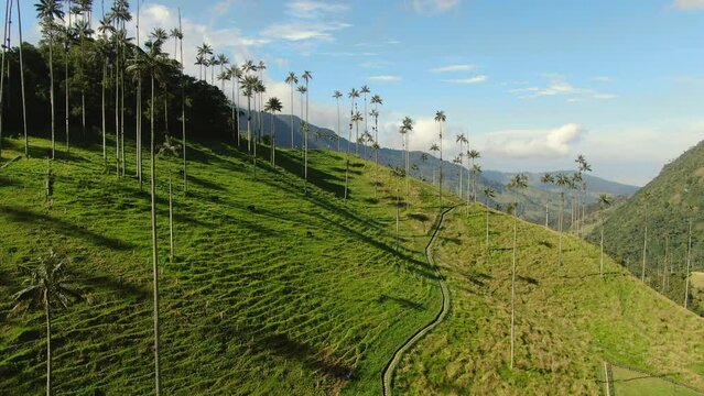 Aerial view of Colombian famous place in Andes mountains Cocora valley. Flying above mountain between palms in South America. Drone flight 4K, green hills and blue sky background.