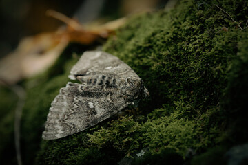 Magic moth on green moss in the forest, close-up, copy space.