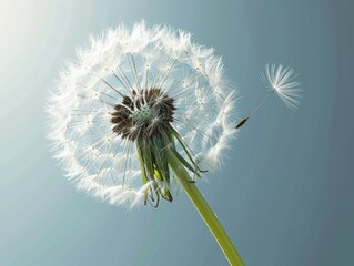 Dandelion with seeds on a blue background. 3d rendering Generative AI
