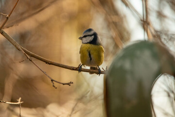 Fototapeta premium Meise