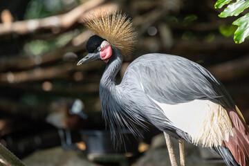 Fototapeta premium Close up view of an eastern crowned crane