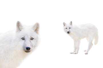 young arctic wolf isolated on white background